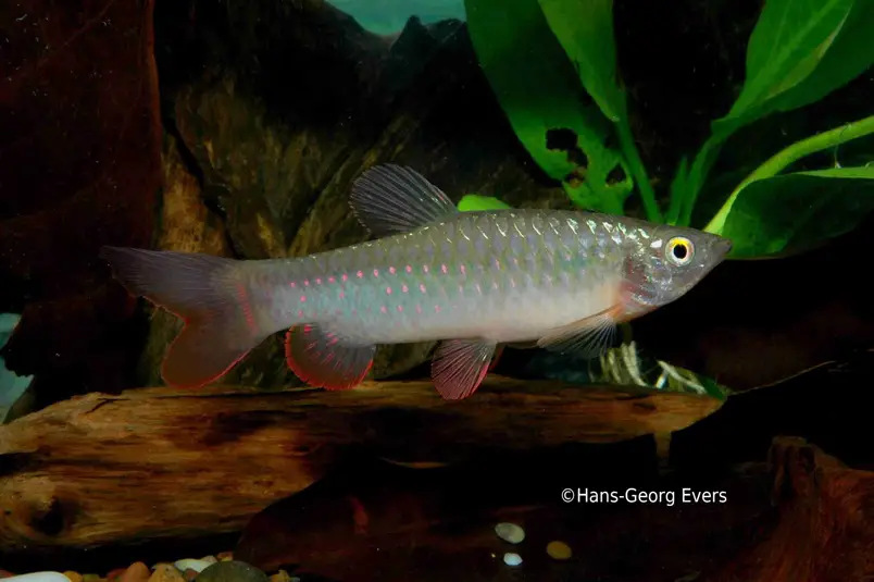 Copeina guttata photo