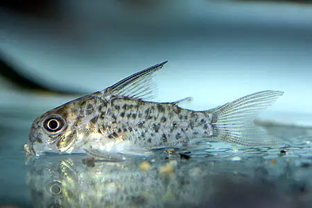 Corydoras loretoensis photo