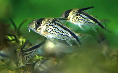 Corydoras loxozonus photo