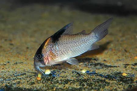 Corydoras melanistius photo