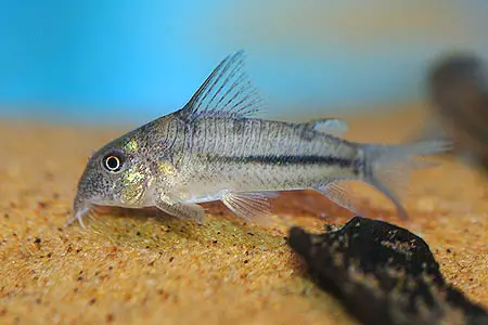 Corydoras nattereri photo