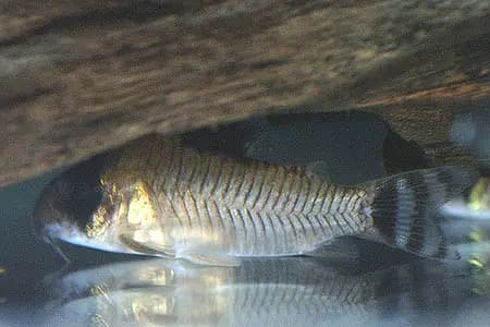 Corydoras oiapoquensis photo