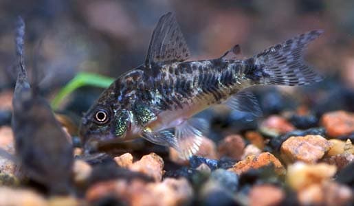 Corydoras paleatus photo