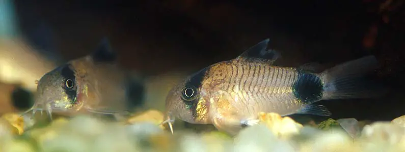 Corydoras panda photo