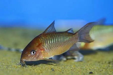 Corydoras pantanalensis photo
