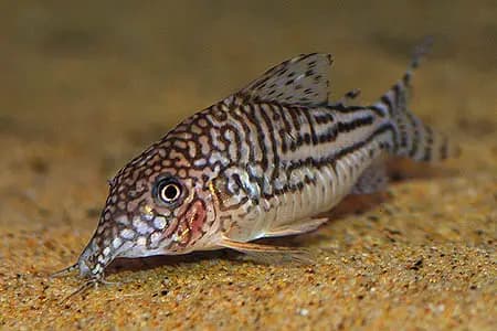 Corydoras pinheiroi photo