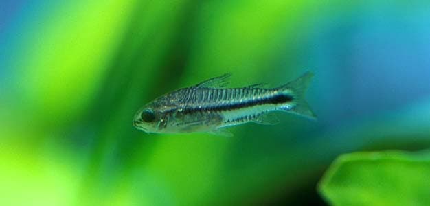 Corydoras pygmaeus photo
