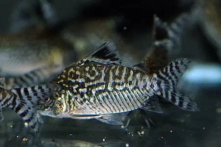 Corydoras reticulatus photo