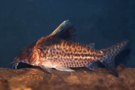 Corydoras robustus photo