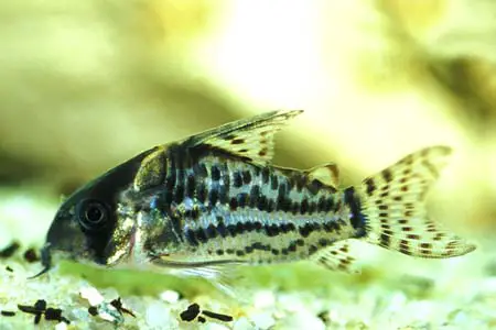 Corydoras schwartzi photo