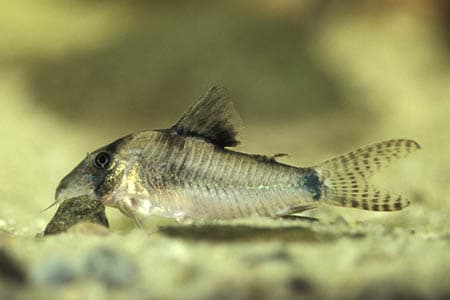 Corydoras septentrionalis photo