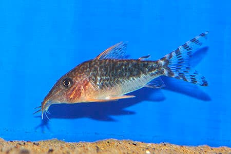Corydoras seussi photo