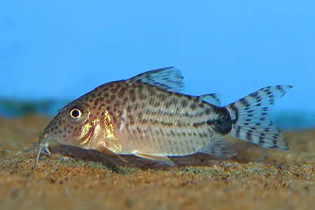 Corydoras spectabilis photo