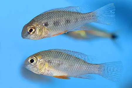 Crenicara latruncularium photo