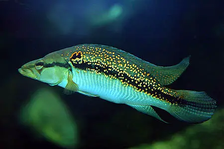 Crenicichla albopunctata photo