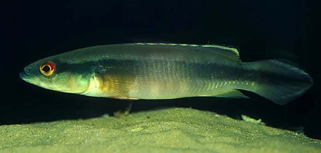 Crenicichla johanna photo