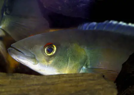 Crenicichla lugubris photo