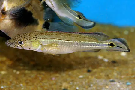 Crenicichla strigata photo