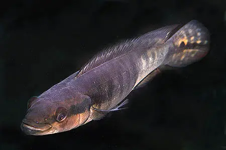 Crenicichla tigrina photo