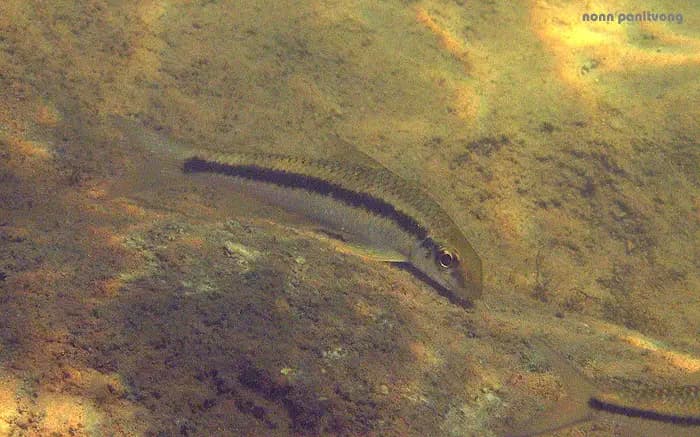 Crossocheilus burmanicus photo