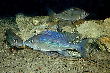 Cyathopharynx furcifer photo