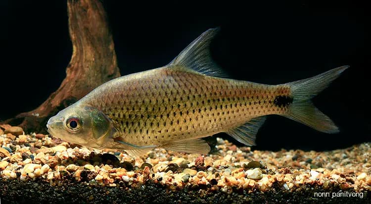 Cyclocheilichthys armatus photo