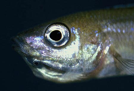 Cyprichromis leptosoma photo