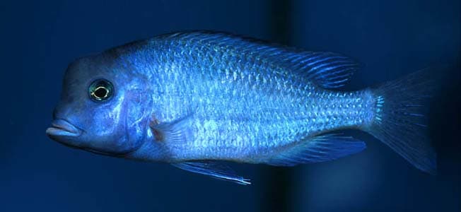 Cyrtocara moorii photo