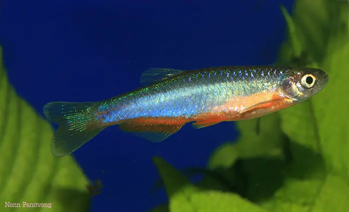 Brachydanio rosea photo