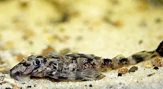 Dekeyseria brachyura photo