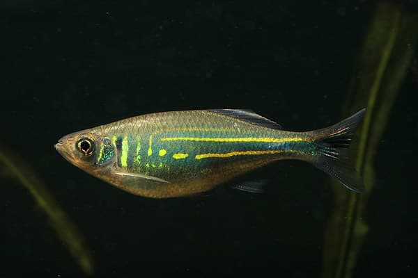 Devario malabaricus photo