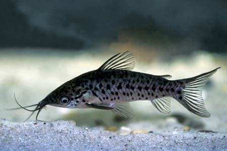 Dianema longibarbis photo