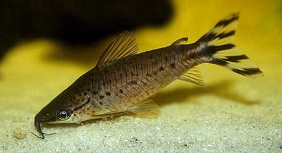 Dianema urostriatum photo