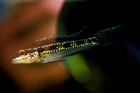 Dicrossus filamentosus photo