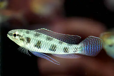 Dicrossus maculatus photo