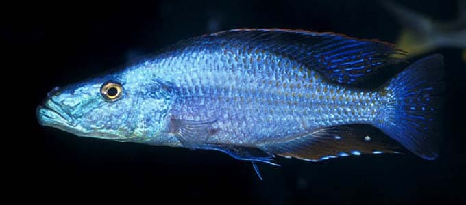 Dimidiochromis compressiceps photo