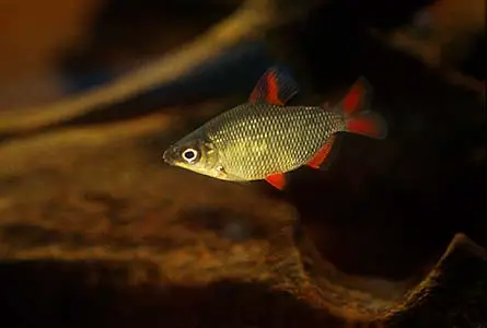 Distichodus affinis photo