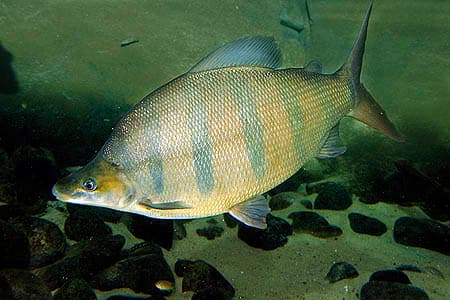 Distichodus lusosso photo