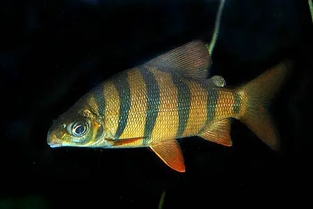Distichodus sexfasciatus photo