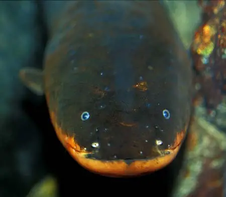 Electrophorus electricus photo