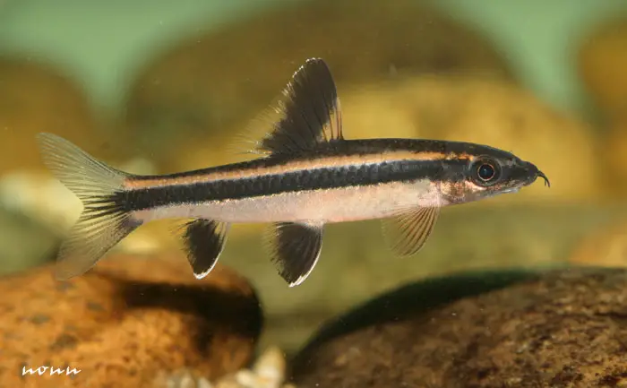 Epalzeorhynchos kalopterum photo