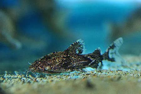 Erethistes maesotensis photo