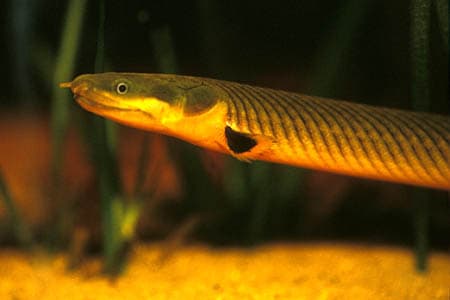 Erpetoichthys calabaricus photo