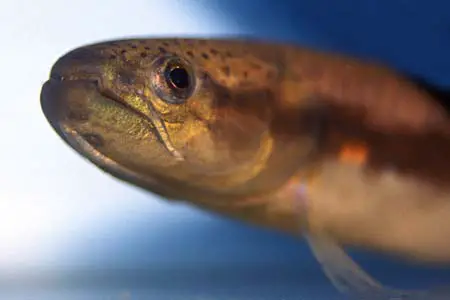 Erythrinus erythrinus photo
