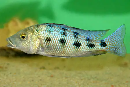 Fossorochromis rostratus photo