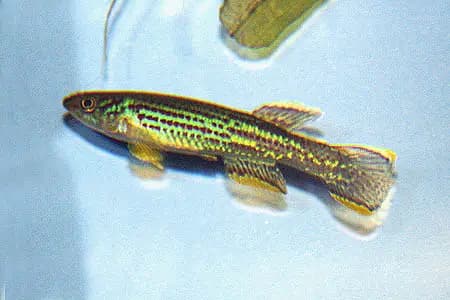 Fundulopanchax marmoratus photo