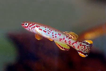 Fundulopanchax scheeli photo