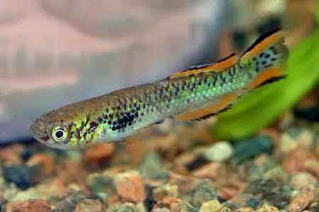 Fundulopanchax walkeri photo