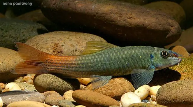 Garra sp. redtail photo