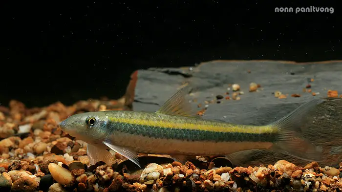 Garra fasciacauda photo